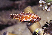 To FishBase images (<i>Siphamia corallicola</i>, Papua New Guinea, by Allen, G.R.)