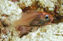 To FishBase images (<i>Siphamia cyanophthalma</i>, Indonesia, by Allen, G.R.)