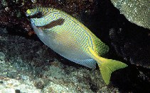 To FishBase images (<i>Siganus doliatus</i>, Australia, by Randall, J.E.)