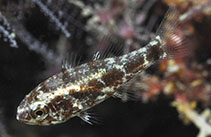 To FishBase images (<i>Siphamia elongata</i>, Brunei Darsm, by Allen, G.R.)