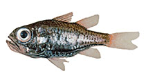 To FishBase images (<i>Siphamia fraseri</i>, Tonga, by Williams, J.T.)