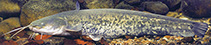 To FishBase images (<i>Silurus glanis</i>, Germany, by Hartl, A.)