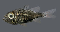 To FishBase images (<i>Siphamia goreni</i>, Saudi Arabia, by Bogorodsky, S.V.)