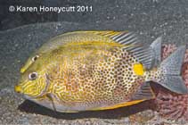 To FishBase images (<i>Siganus guttatus</i>, Philippines, by Honeycutt, K.)