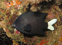 To FishBase images (<i>Similiparma hermani</i>, Cape Verde, by Wirtz, P.)