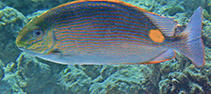 Image of Siganus insomnis (Bronze-lined rabbitfish.)