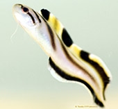 To FishBase images (<i>Sirembo jerdoni</i>, Philippines, by Tanaka, H.)