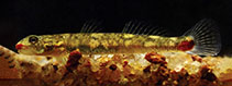 To FishBase images (<i>Sicyopus jonklaasi</i>, Sri Lanka, by Ramani Shirantha)