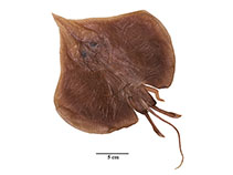 To FishBase images (<i>Sinobatis kotlyari</i>, by Weigmann, S.)