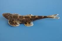 To FishBase images (<i>Sinohomaloptera kwangsiensis</i>, by CAFS)