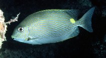 To FishBase images (<i>Siganus lineatus</i>, Australia, by Randall, J.E.)