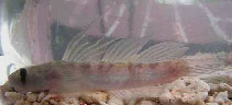 Image of Sicyopterus longifilis (Threadfin goby)
