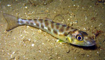 To FishBase images (<i>Sillago maculata</i>, Australia, by Maddern, M.)