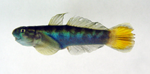 To FishBase images (<i>Sicyopterus macrostetholepis</i>, by Shao, K.T.)