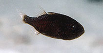 To FishBase images (<i>Siphamia majimai</i>, Australia, by Allen, G.R.)