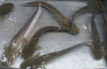 Image of Silurus meridionalis (Chinese large-mouth catfish)