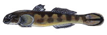 To FishBase images (<i>Sicyopterus micrurus</i>, New Caledonia, by IRD/C. Ledru)