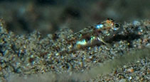 To FishBase images (<i>Silhouettea nuchipunctata</i>, Philippines, by Hazes, B.)