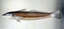 To FishBase images (<i>Sillago parvisquamis</i>, Chinese Taipei, by The Fish Database of Taiwan)