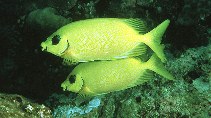 To FishBase images (<i>Siganus puelloides</i>, Maldives, by Randall, J.E.)