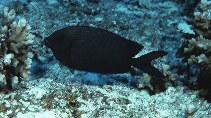 To FishBase images (<i>Siganus punctatissimus</i>, Papua New Guinea, by Randall, J.E.)