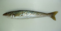 To FishBase images (<i>Sillaginodes punctatus</i>, Australia, by Dowling, C.)