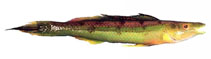 To FishBase images (<i>Siphonognathus radiatus</i>, Australia, by Good, P.)