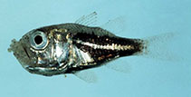 To FishBase images (<i>Siphamia randalli</i>, French Polynesia, by Winterbottom, R.)