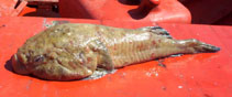 To FishBase images (<i>Sicyases sanguineus</i>, Chile, by Cáceres, R.)