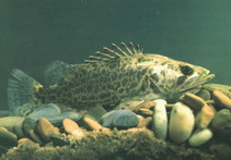 To FishBase images (<i>Siniperca scherzeri</i>, by CAFS)