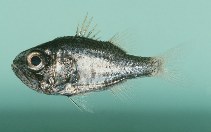 To FishBase images (<i>Siphamia spinicola</i>, New Caledonia, by Randall, J.E.)