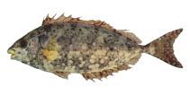 To FishBase images (<i>Siganus sutor</i>, by Iranian Fisheries Research Organization (IFRO))