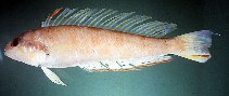 To FishBase images (<i>Simipercis trispinosa</i>, Australia, by Randall, J.E.)