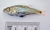 To FishBase images (<i>Siphamia tubulata</i>, Australia, by Graham, K.)