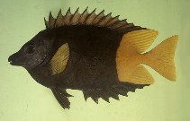 To FishBase images (<i>Siganus uspi</i>, Fiji, by Randall, J.E.)