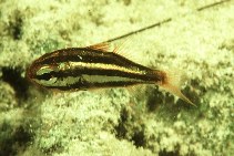 To FishBase images (<i>Siphamia versicolor</i>, Guam, by Randall, J.E.)