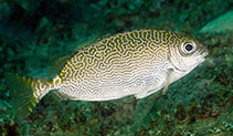 To FishBase images (<i>Siganus spinus</i>, Philippines, by Greenfield, J.)