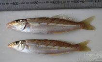 To FishBase images (<i>Sillago vittata</i>, Australia, by Dowling, C.)