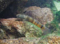 To FishBase images (<i>Sicyopus zosterophorum</i>, by FishBase)