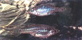 To FishBase images (<i>Skiffia francesae</i>, by The Native Fish Conservancy)