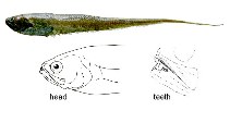 To FishBase images (<i>Snyderidia bothrops</i>, by JAMARC)