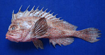 To FishBase images (<i>Snyderina guentheri</i>, India, by Saravanan, R.)