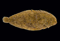 To FishBase images (<i>Solea aegyptiaca</i>, by Bogorodsky, S.V.)