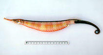 To FishBase images (<i>Solegnathus dunckeri</i>, Australia, by Graham, K.)