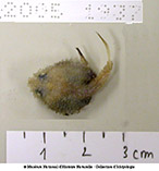 Image of Solocisquama erythrina 