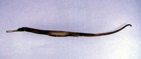 To FishBase images (<i>Solegnathus hardwickii</i>, Chinese Taipei, by Shao, K.T.)