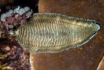 To FishBase images (<i>Soleichthys heterorhinos</i>, Indonesia, by Malaer, P.)