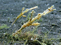 Image of Solenostomus leptosoma (Delicate ghostpipefish)