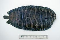 To FishBase images (<i>Soleichthys microcephalus</i>, Australia, by Graham, K.)
