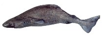 Image of Somniosus pacificus (Pacific sleeper shark)